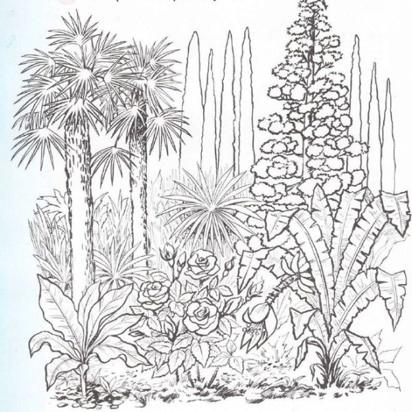 Раскраска Никитский Ботанический сад