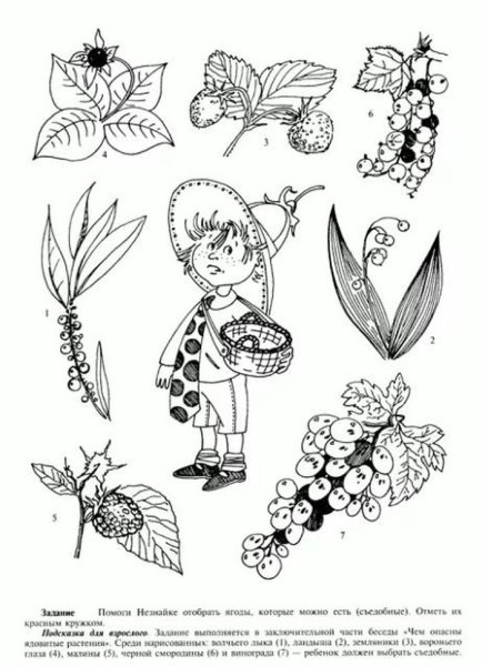 Задания по экологии для дошкольников