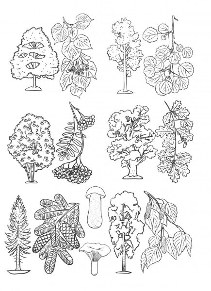 Деревья задания для детей