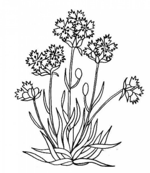 Лекарственные растения раскраска