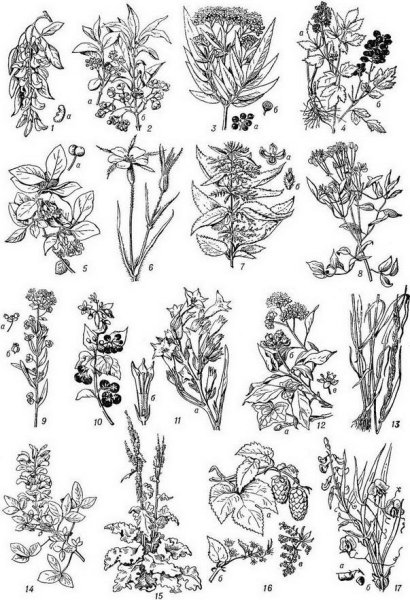 Лекарственные растения