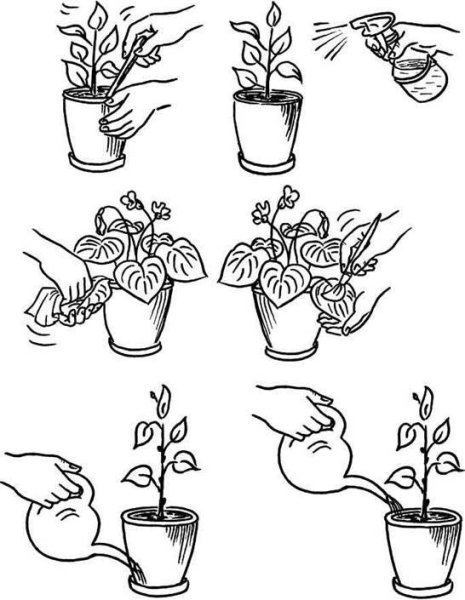 Комнатные растения задания для детей