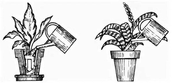 Раскраска полив комнатных цветов