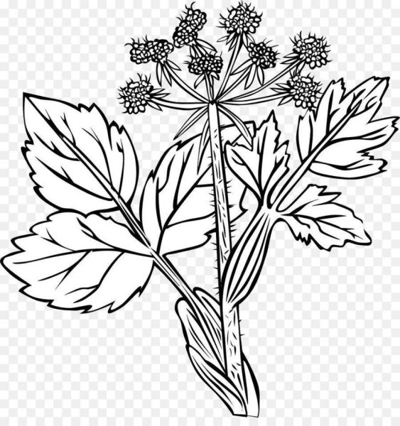 Лекарственные растения разукрашка