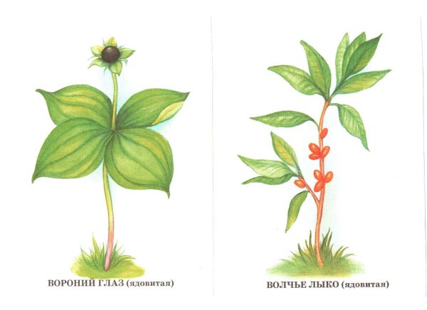 Ядовитые ягоды Волчье лыко Вороний глаз