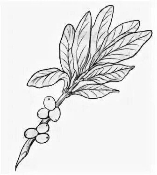 Ядовитые ягоды раскраска Волчье лыко