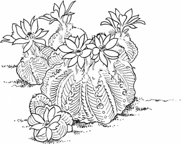 Тропические растения ра