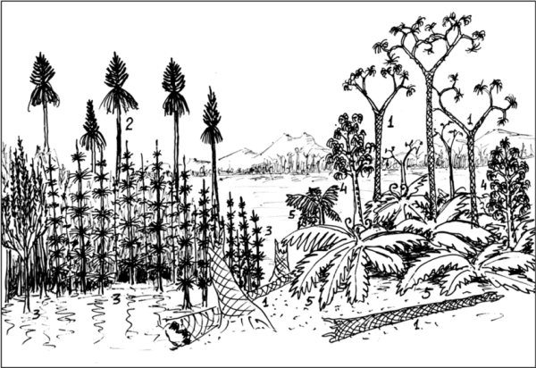 Семенные папоротники Палеозойская Эра