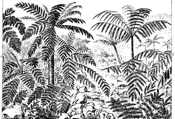 Древний папоротник рис