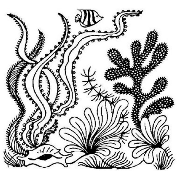 Водоросли раскраска
