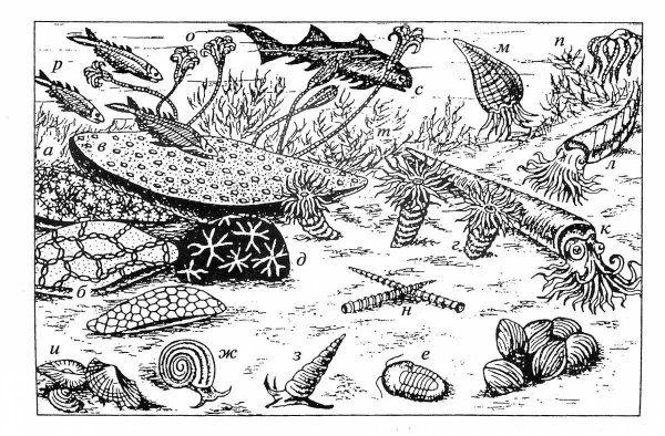 Иглокожие силурийского периода