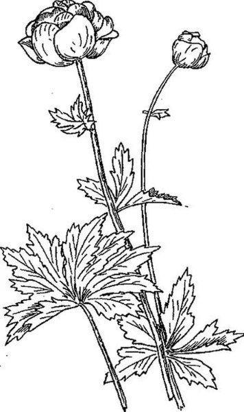 Купальница европейская