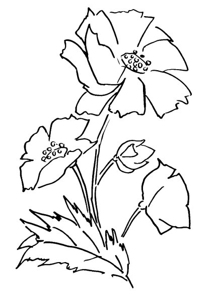 Цветы трафарет для рисования