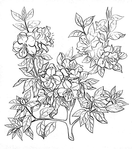 Рододендрон скетч