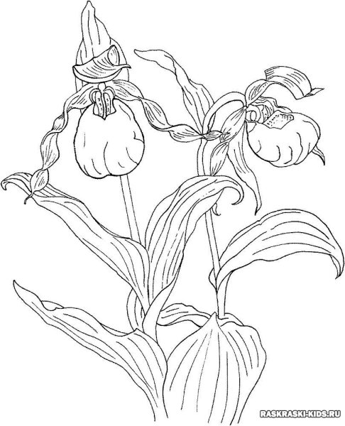 Венерин башмачок печать