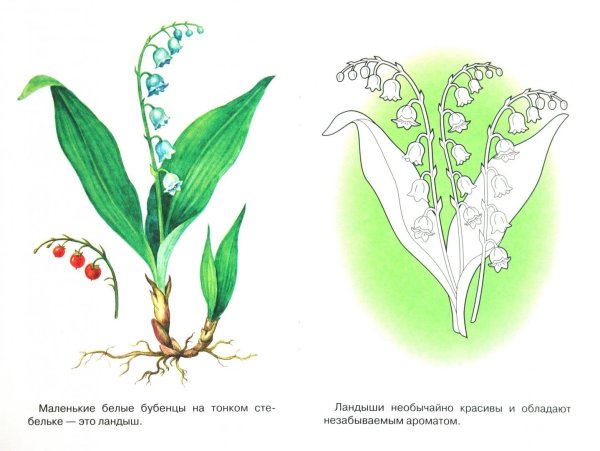Ландыш Лесной корневище