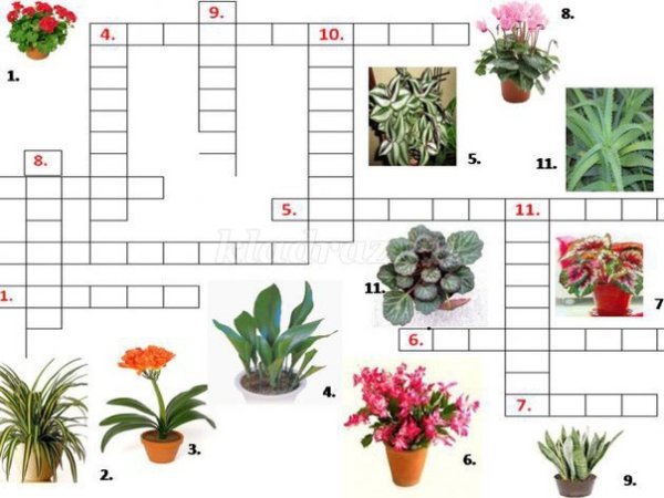 Комнатные растения задания для детей