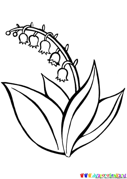 Ландыш Майский раскраска