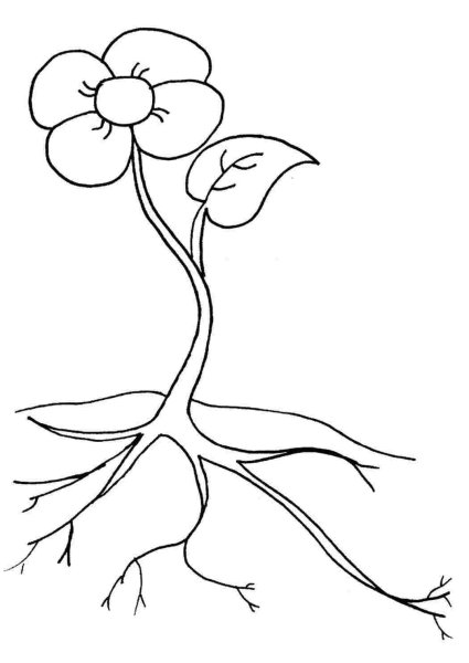 Растения раскраска для детей