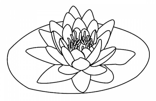 Растение кувшинка белая водяная Лилия раскраска