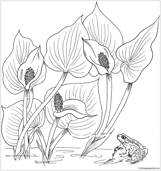 Белокрыльник болотный раскраска