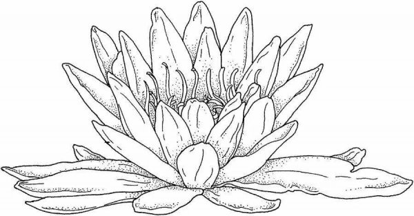 Кувшинка раскраска