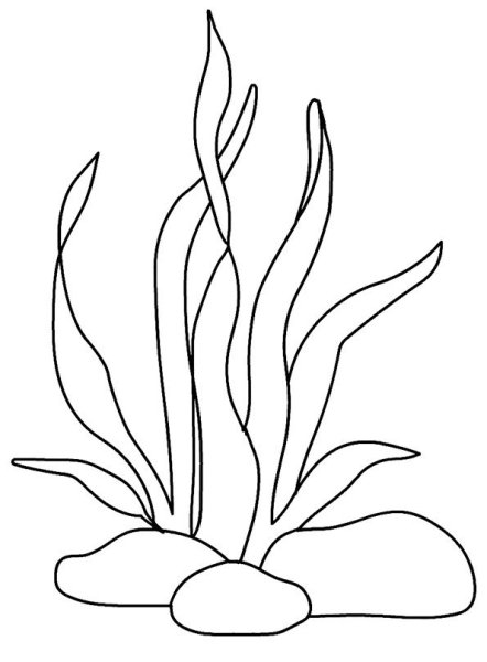 Водоросли раскраска