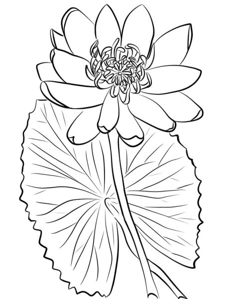 Кувшинка раскраска для детей