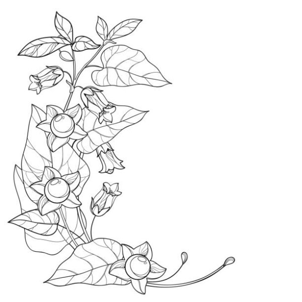 Раскраска красавка для детей