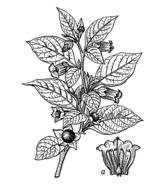 Красавка белладонна Фармакогнозия