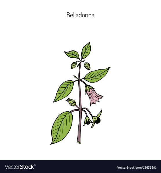 Белладонна или смертельный паслен