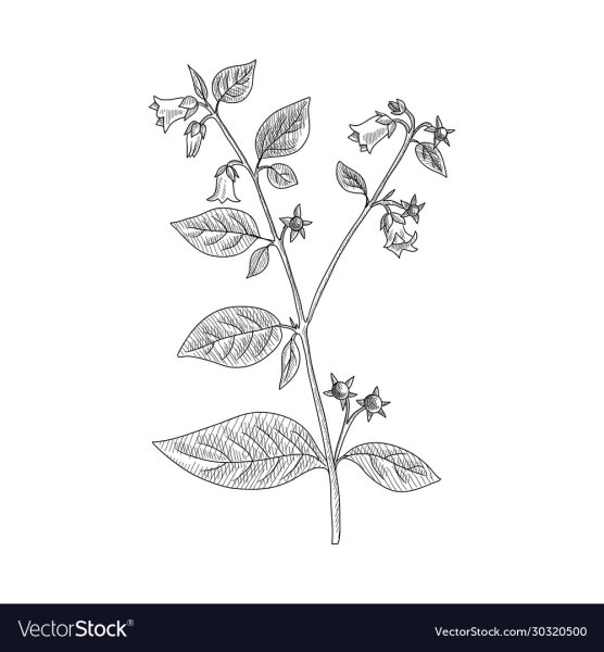 Белладонна цветок раскраска