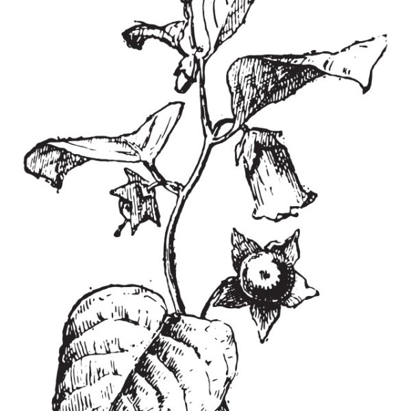 Листья белладонны