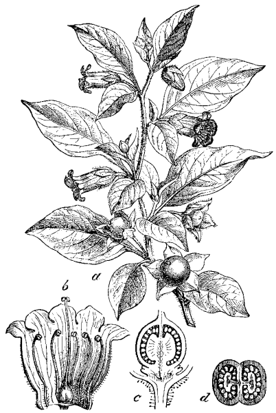 Белладонна растение раскраска