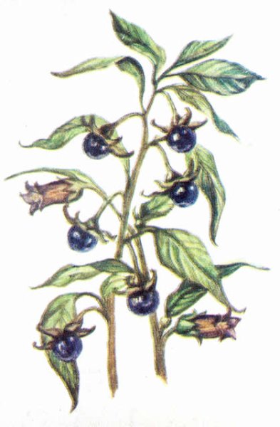 Красавка растение