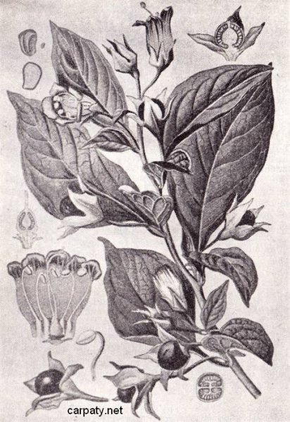 Белладонна растение