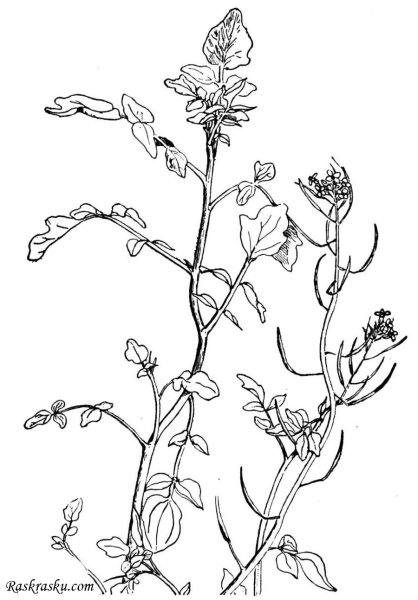 Раскраска настурция для детей