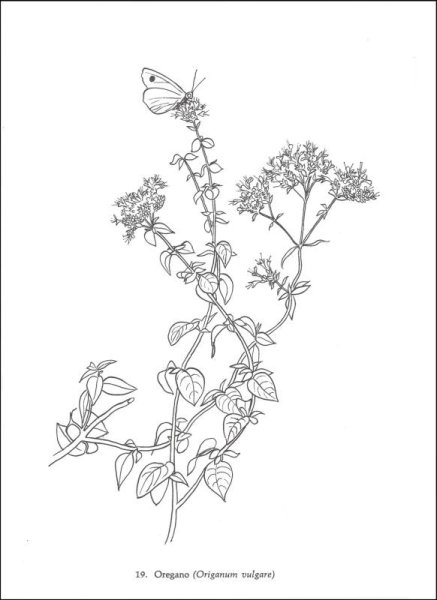 Раскраска базилик для детей