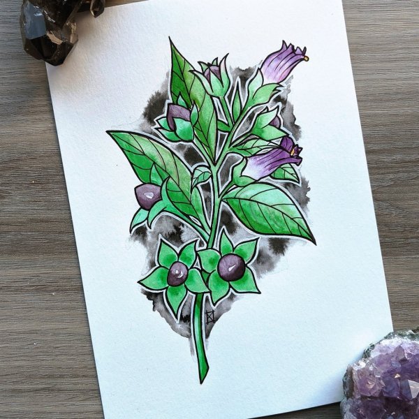 Белладонна Гарри Поттер растение