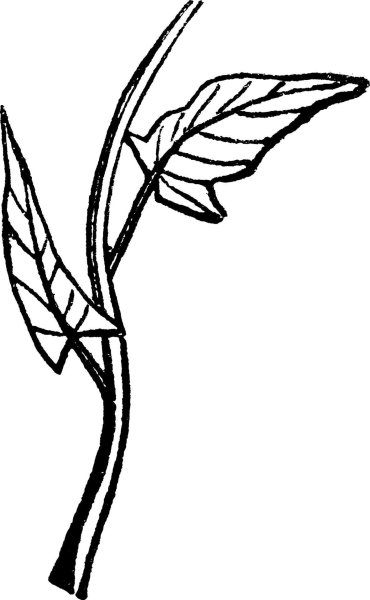 Стебель с листьями