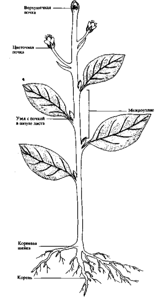 Стеблевой побег комнатного растения