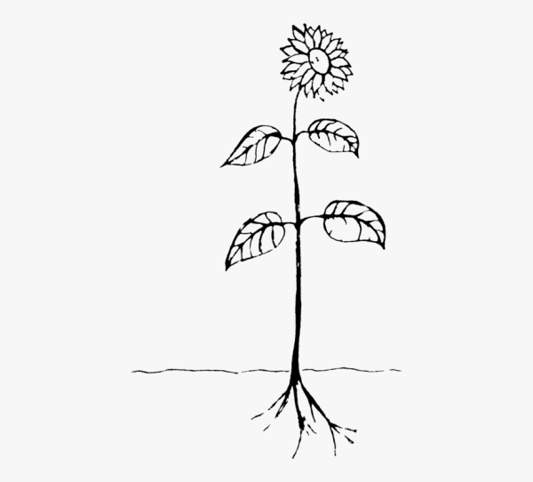 Корни растений раскраска для детей