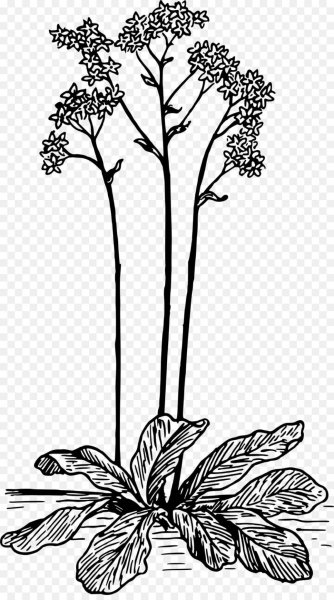 Комнатные растения монохром