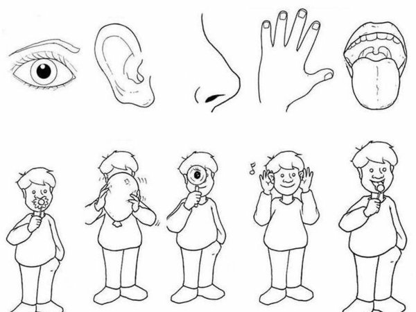 Тело человека задания для дошкольников