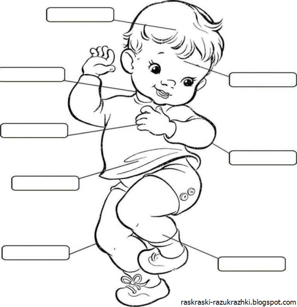 Части тела для дошкольников