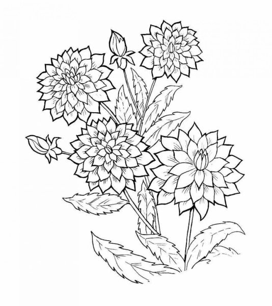 Георгины раскраска