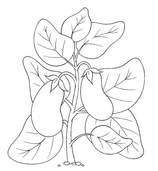 Баклажан рисунок раскраска