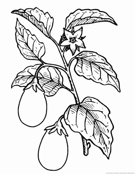 Баклажан раскраска для детей