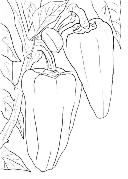 Перец раскраска