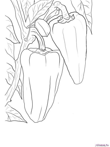 Перец раскраска